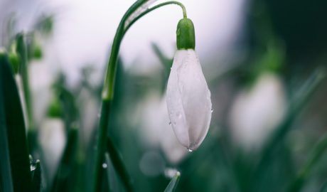 Photo Spring dishes