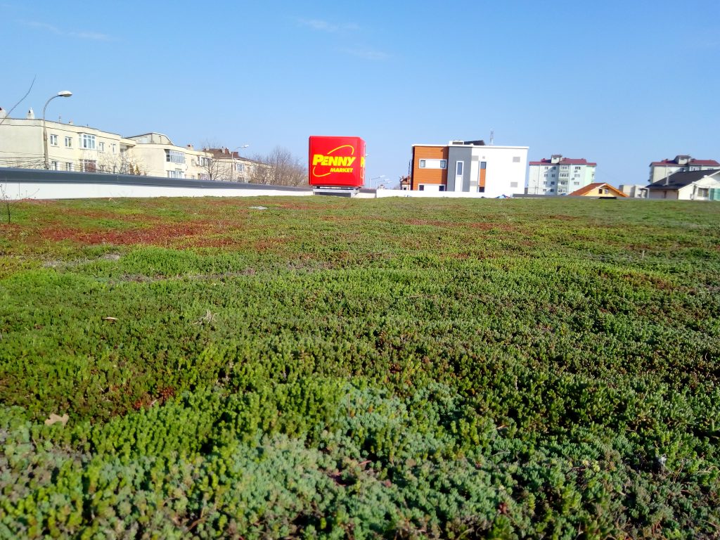 Explorarea miturilor și realităților acoperișurilor verzi