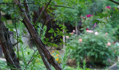 Photo Ciorbă acrișoară de vară