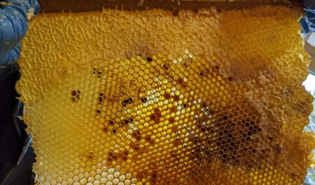 Photo honey storage