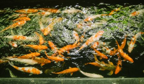 Photo chicken vegetable soup