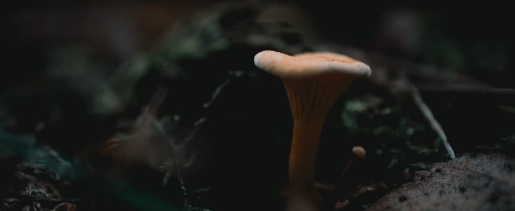 Photo sos de ciuperci