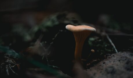 Photo sos de ciuperci