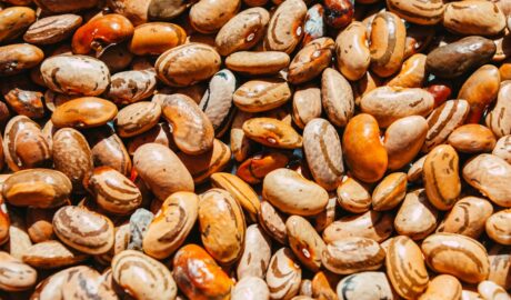 Photo legume care