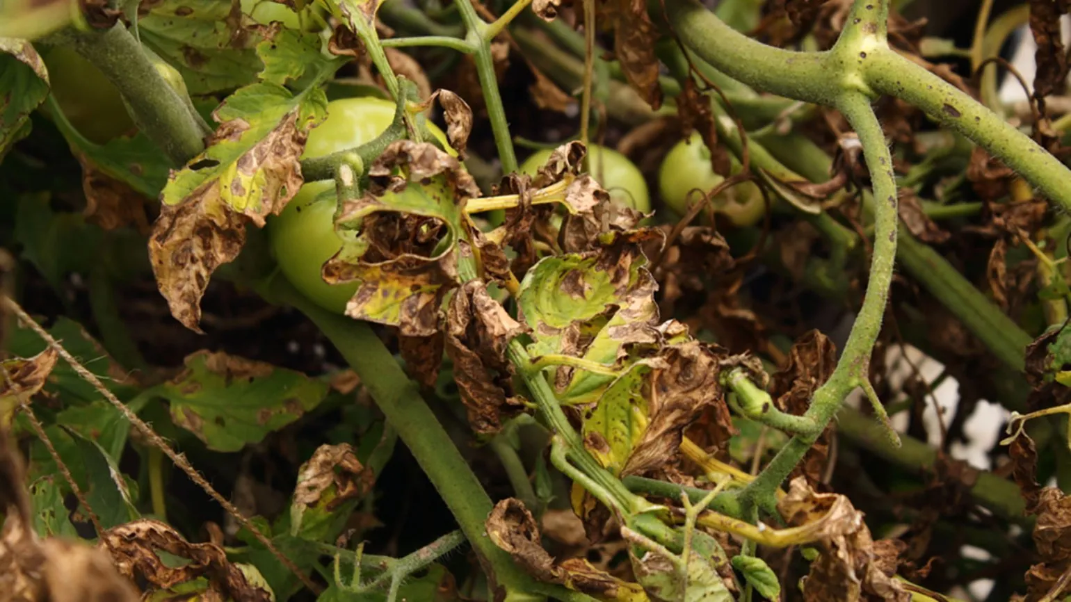 Fungicide pentru Rosii – Plan de Tratamente Impotriva Maneii si Fainarii cu Fitomag