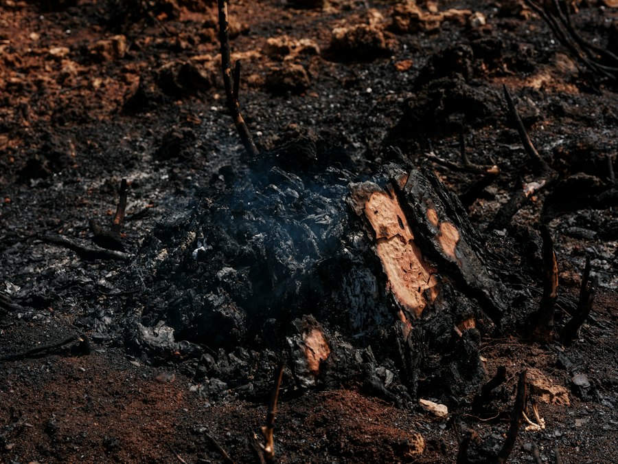 Photo grilling with natural charcoal